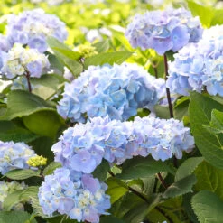 Blue Enchantress® Hydrangea -Arbor Day Foundation Store BLue Enchantress Hydrangea 2 FGT