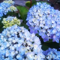 Blue Enchantress® Hydrangea -Arbor Day Foundation Store BLue Enchantress Hydrangea 4 FGT