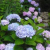 Blue Enchantress® Hydrangea -Arbor Day Foundation Store BLue Enchantress Hydrangea FGT 600x600 7b5d35ff 1f6a 471d a8d4 9a9c6618ba67
