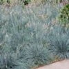 Blue Fescue Grass -Arbor Day Foundation Store BLue Fescue Grass FGT 600x600 832cd788 6bd8 4a89 976f 7165df671401