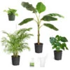 Boho House Plant Kit -Arbor Day Foundation Store BOho 600x600 c18f6f40 a706 4683 8d4d 6247365c24ef