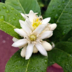 Buddha's Hand Citron -Arbor Day Foundation Store BUddhas Hand Citrus 4