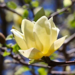 Magnolia 'Butterflies' Tree 9 Magnolia 'Butterflies' Tree -Arbor Day Foundation Store BUtterflies Magnolia 3 FGT