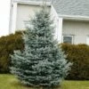 Baby Blue Spruce Tree -Arbor Day Foundation Store Baby Blue FGT 600x600 2439e39e 705a 45b7 bb21 b65718217949