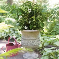 Bushel And Berry® Baby Cakes Blackberry® -Arbor Day Foundation Store Baby Cakes Blackberry 1