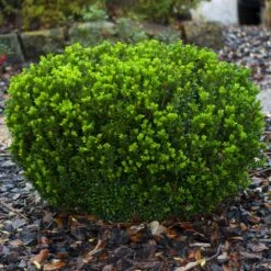 Baby Gem™ Boxwood Shrub -Arbor Day Foundation Store Baby Gem 1