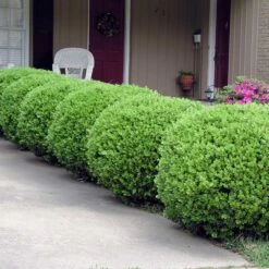 Baby Gem™ Boxwood Shrub -Arbor Day Foundation Store Baby Gem 2