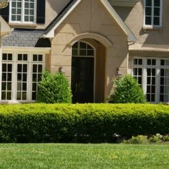 Baby Gem™ Boxwood Shrub -Arbor Day Foundation Store Baby Gem 4