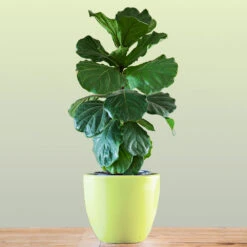 New Apartment House Plant Kit -Arbor Day Foundation Store Bambino FIddleLeafFIg 1 FGT bd3dd921 c687 4854 8196 8b43f064984d