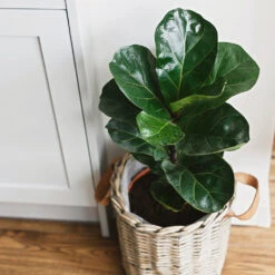 Bambino Fiddle Leaf Fig -Arbor Day Foundation Store Bambino FIddleLeafFIg 5 FGT
