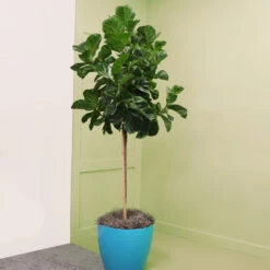 Bambino Fiddle Leaf Fig -Arbor Day Foundation Store Bambino FIddleLeafFIg 6
