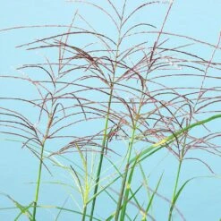Miscanthus Bandwidth (Chinese Silver Grass) -Arbor Day Foundation Store Bandwidth Maiden Grass 2