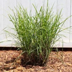 Miscanthus Bandwidth (Chinese Silver Grass) -Arbor Day Foundation Store Bandwidth Maiden Grass 4
