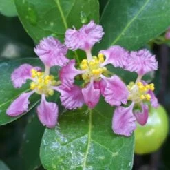 Barbados 'Acerola' Cherry -Arbor Day Foundation Store Barbadoes Cherry 1