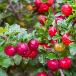 Barbados 'Acerola' Cherry -Arbor Day Foundation Store Barbadoes Cherry 2 FGT
