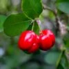 Barbados 'Acerola' Cherry -Arbor Day Foundation Store Barbadoes Cherry FGT 600x600 cf76202b 85ef 4c40 a429 78fce9170ef6