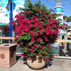 Barbara Karst Bougainvillea -Arbor Day Foundation Store Barbera Karst Bougainvillea 10 155d5d1a 2b5a 43af 8907 291a7da5833d