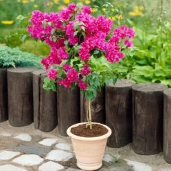Barbara Karst Bougainvillea -Arbor Day Foundation Store Barbera Karst Bougainvillea 2 FGT d3e6d740 b572 4723 a5c8 00a17a4aa767