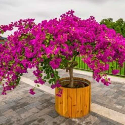 Barbara Karst Bougainvillea -Arbor Day Foundation Store Barbera Karst Bougainvillea 5 f4868c53 9510 4e18 9d90 9065f6de5bb5