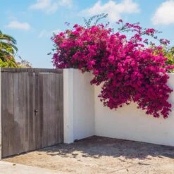 Barbara Karst Bougainvillea -Arbor Day Foundation Store Barbera Karst Bougainvillea 6 c383ecd8 4080 408c 9662 c67fa8114574