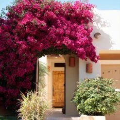 Barbara Karst Bougainvillea -Arbor Day Foundation Store Barbera Karst Bougainvillea 9 f609a9e0 2c3a 435b b6e7 05bbc8e5e7c8