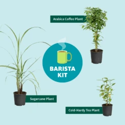 Sugar Cane -Arbor Day Foundation Store Barista Kit Graphic f298d41d 128a 4dc2 a461 78b7808929c2