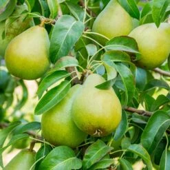 5-in-1 Pear Surprise Tree 9 5-in-1 Pear Surprise Tree -Arbor Day Foundation Store Bartlett Pear 3 BB