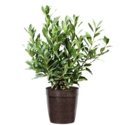 Bay Laurel -Arbor Day Foundation Store Bay Laurel 3G Delilah Brown pot