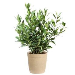 Bay Laurel -Arbor Day Foundation Store Bay Laurel 3G Delilah Tan pot