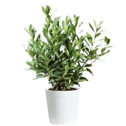 Bay Laurel -Arbor Day Foundation Store Bay Laurel 3G Delilah White pot