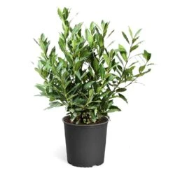 Bay Laurel -Arbor Day Foundation Store Bay Laurel 3G standard pot