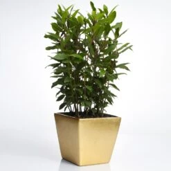 Bay Laurel -Arbor Day Foundation Store Bay Laurel Shrub FGT