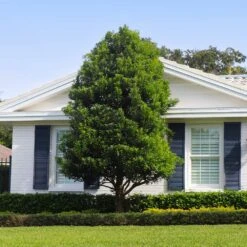 Bay Laurel -Arbor Day Foundation Store Bay Laurel Shrub FGT 4 4fc2d6b2 8cf4 4dcb 83d8 7a36a4f2402f