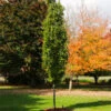 Beacon Swamp White Oak Tree -Arbor Day Foundation Store Beacon Swamp Oak 600x600 e2290bc8 934c 4711 a1e3 7b0fa177d095
