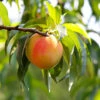 Belle Of Georgia Peach Tree -Arbor Day Foundation Store Belle of Georgia 600x600 722b34b1 b6b6 41ed 96c6 fbb509d5557b