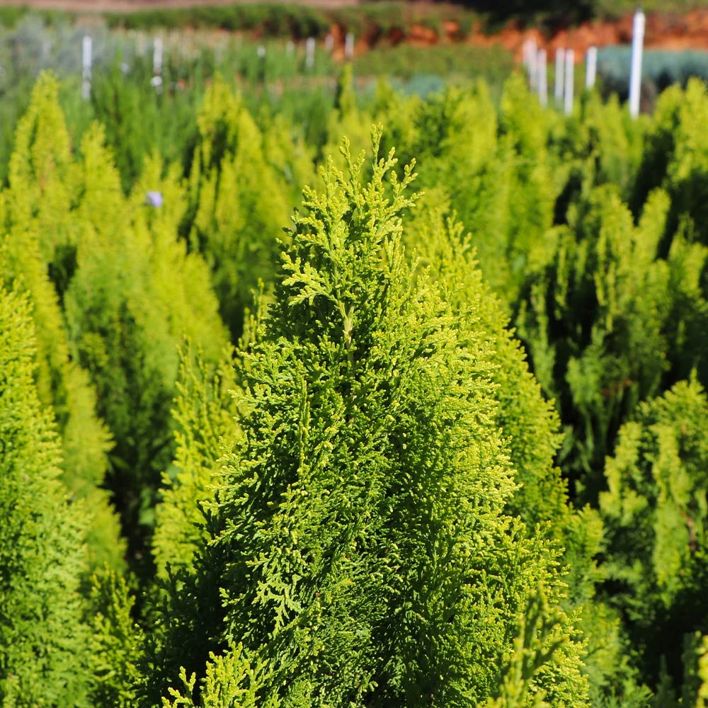 Berckman's Gold Arborvitae 7 Berckman's Gold Arborvitae - Image 5
