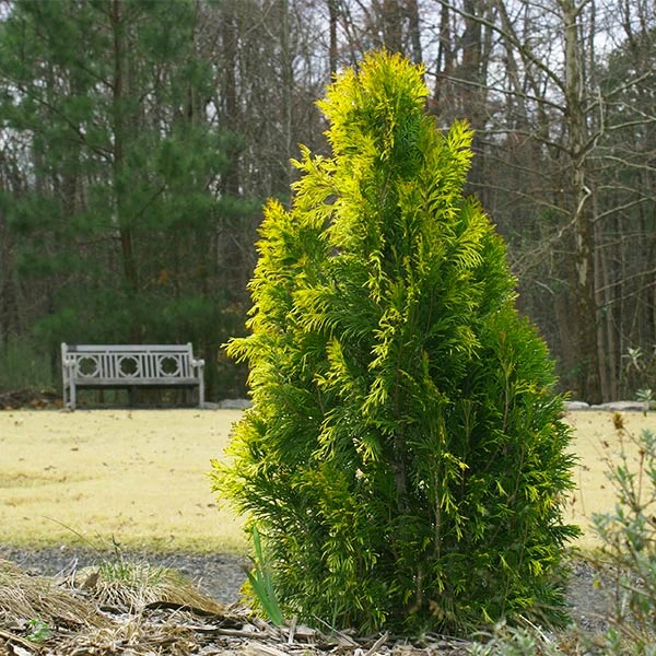 Berckman's Gold Arborvitae 3 Berckman's Gold Arborvitae