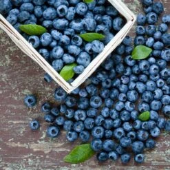 Biloxi Blueberry Bush -Arbor Day Foundation Store Biloxi Blueberry 1