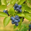 Biloxi Blueberry Bush -Arbor Day Foundation Store Biloxi Blueberry 600x600 9b2d6c1b b8be 4f97 beef aefdfd737345