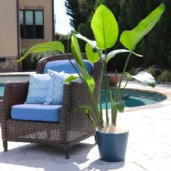 Bird Of Paradise - Orange -Arbor Day Foundation Store Bird of Paradise 5 FGT