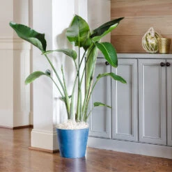 Bird Of Paradise - Orange -Arbor Day Foundation Store Bird of Paradise 9