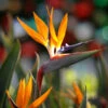 Bird Of Paradise - Orange 2 Bird Of Paradise - Orange -Arbor Day Foundation Store Bird of Paradise FGT 600x600 45c0b3af 61f2 4c68 bd5b 0a844cfb7027