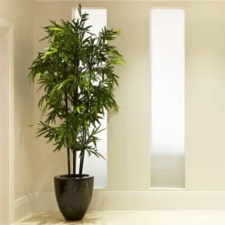 Black Bamboo