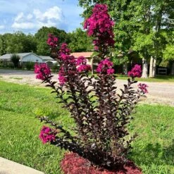 Black Diamond® Crape Myrtle - Mystic Magenta™ -Arbor Day Foundation Store Black Diamon Magestic magenta Crape Myrtle31