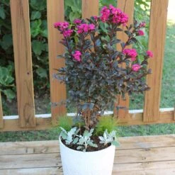 Black Diamond® Crape Myrtle - Mystic Magenta™ -Arbor Day Foundation Store Black Diamon Magestic magenta Crape Myrtle 1