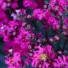 Black Diamond® Crape Myrtle - Mystic Magenta™