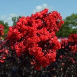 Black Diamond® Crape Myrtle - Best Red™ -Arbor Day Foundation Store Black Diamond Crape Myrtle 3 FGT