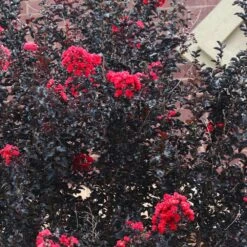 Black Diamond® Crape Myrtle - Best Red™ -Arbor Day Foundation Store Black Diamond Crape Myrtle 6 FGT