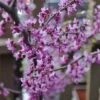 Black Pearl™ Redbud Tree -Arbor Day Foundation Store Black Pearl Redbud Tree 350 Thumb 9eb186b3 173d 4fb3 a56d f2317de1acff