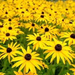 Goldsturm Black-Eyed Susan -Arbor Day Foundation Store Black eyed susan 3 FGT